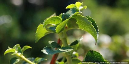 How to propagate climbing hydrangea - a practical guide