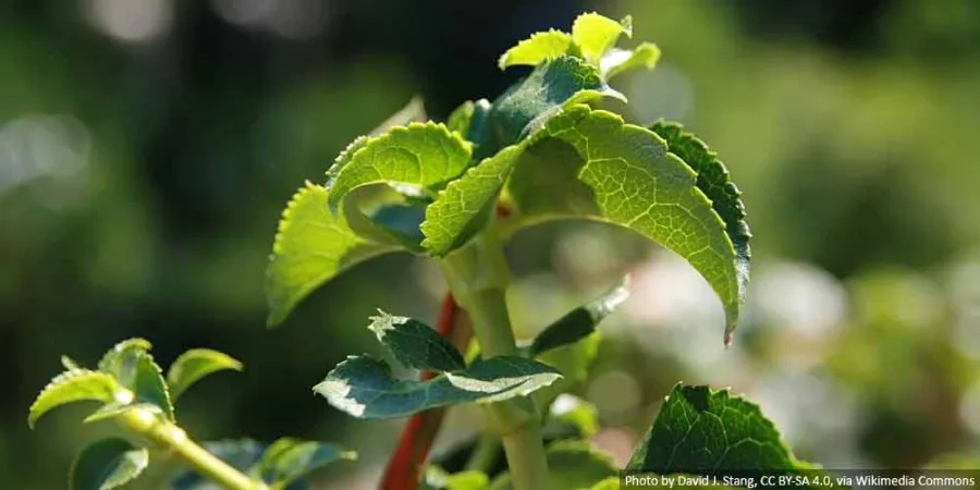 How to propagate climbing hydrangea - a practical guide