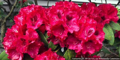 TOP 5 najpiękniejszych rododendronów o czerwonych kwiatach