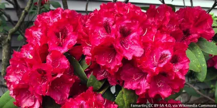 TOP 5 most beautiful red-flowered rhododendrons
