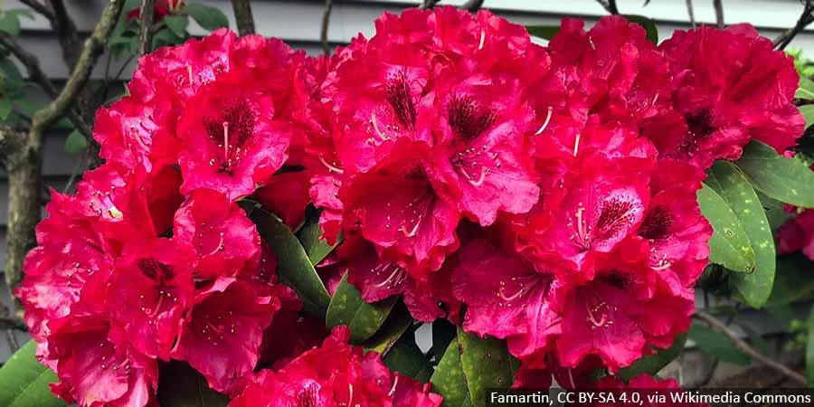 TOP 5 most beautiful red-flowered rhododendrons