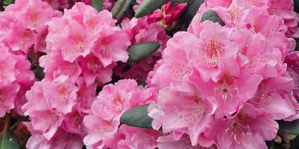 TOP 5 najpiękniejszych rododendronów o różowych kwiatach