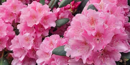 TOP 5 most beautiful pink-flowered rhododendrons