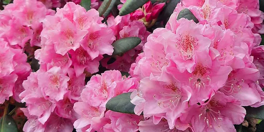 TOP 5 most beautiful pink-flowered rhododendrons