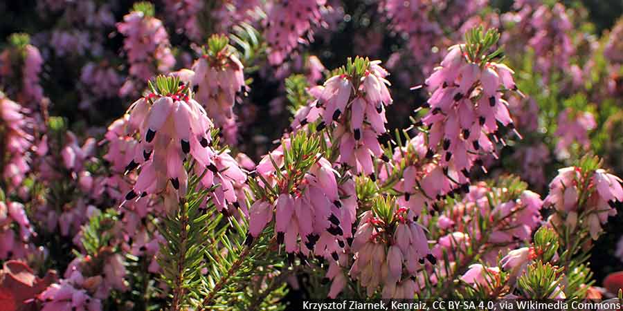 Wrzośce w ogrodzie – najciekawsze gatunki i odmiany