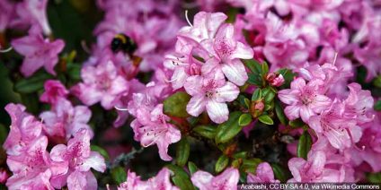 Azalie japońskie – uprawa, wymagania i zastosowanie.