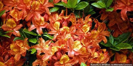 Azalie wielkokwiatowe – kompletny przewodnik po uprawie i pielęgnacji