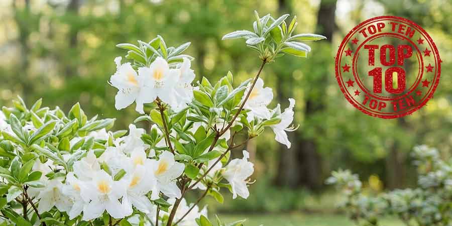 Azalie wielkokwiatowe mrozoodporne – TOP 10 odmian do polskiego klimatu