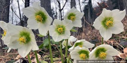 Ciemierniki - niesamowite rośliny kwitnące zimą