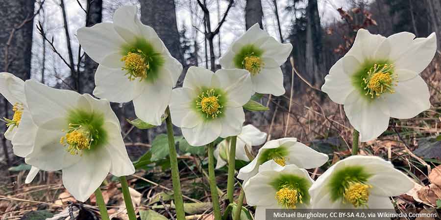 Ciemierniki - niesamowite rośliny kwitnące zimą