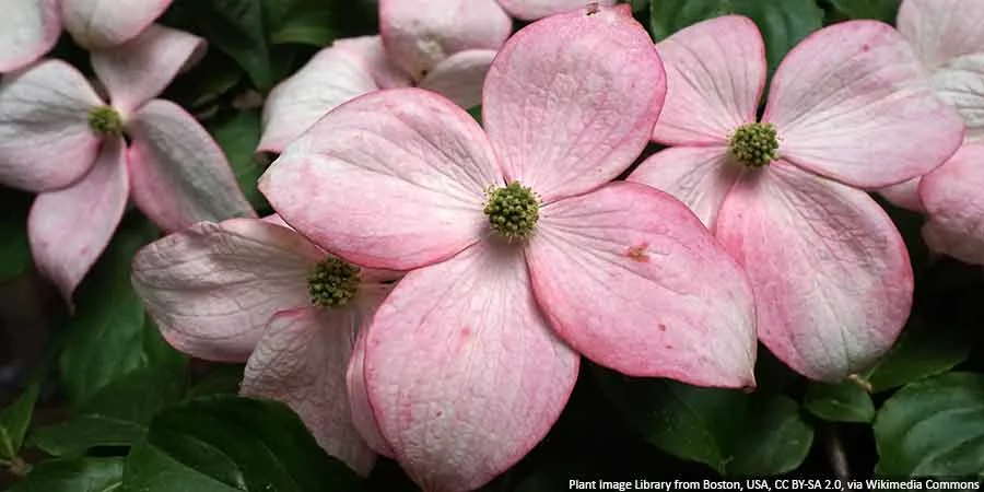Cornus kousa – a plant from the Far East