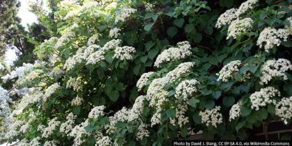 Hortensja pnąca - uprawa, wymagania, zastosowanie