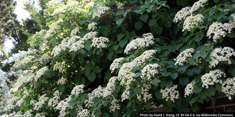 Hortensja pnąca - uprawa, wymagania, zastosowanie