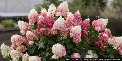 Colors of panicle hydrangeas – white, pink, red, green