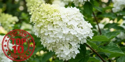 Frost-resistant panicle hydrangeas – TOP 10 varieties for the Polish climate