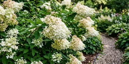 Panicle Hydrangea in the garden – the most beautiful compositions and arrangements