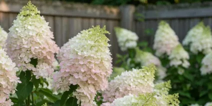 Hydrangea paniculata – a complete guide to growing and caring for them