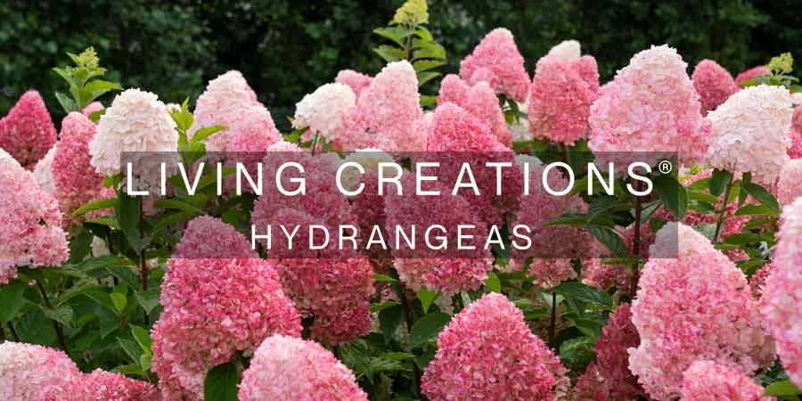 Hortensje bukietowe z kolekcji Living Creations®