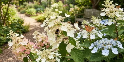 Insect-friendly hydrangeas – which varieties to choose?