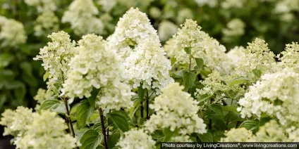 How is a new variety of hydrangea created?