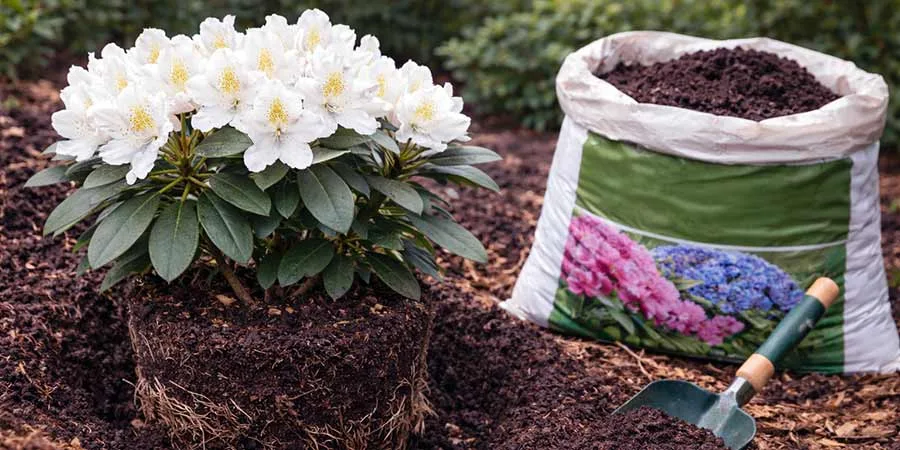 What is the best substrate for rhododendrons?