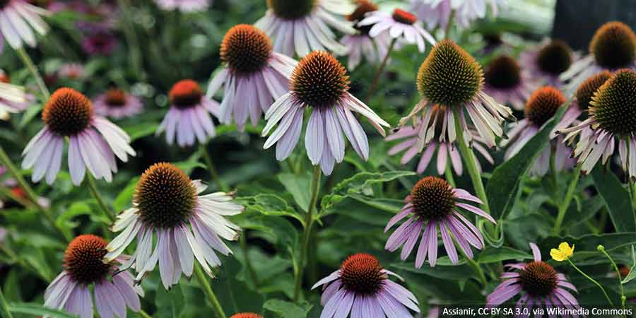 Jeżówki – urokliwe byliny kwitnące w lecie