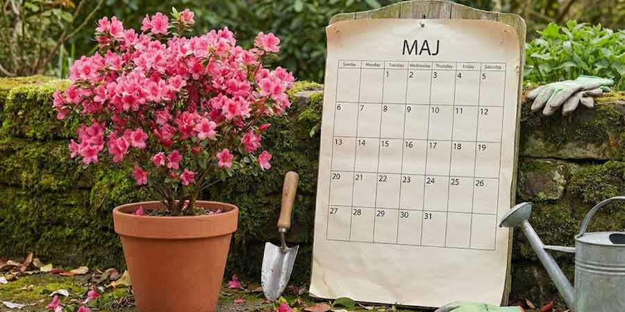 Kalendarz pielęgnacji azalii japońskich – co robić miesiąc po miesiącu