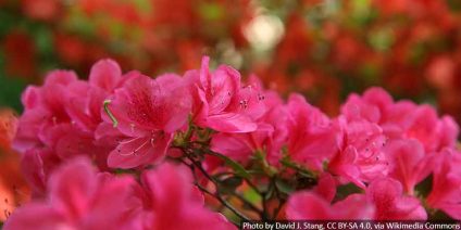 Karłowe azalie i rododendrony do małego ogrodu i na balkon