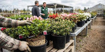 Kiedy i gdzie kupować azalie japońskie – na co zwracać uwagę w szkółce?