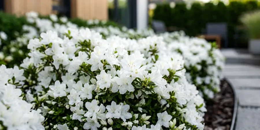 When does the Japanese azalea bloom? Flowering times for different varieties and how to extend the blooming period.