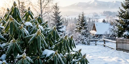Mrozoodporność rododendronów – strefy klimatyczne w Polsce