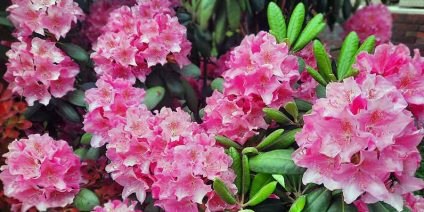 Najczęstsze błędy w uprawie różaneczników