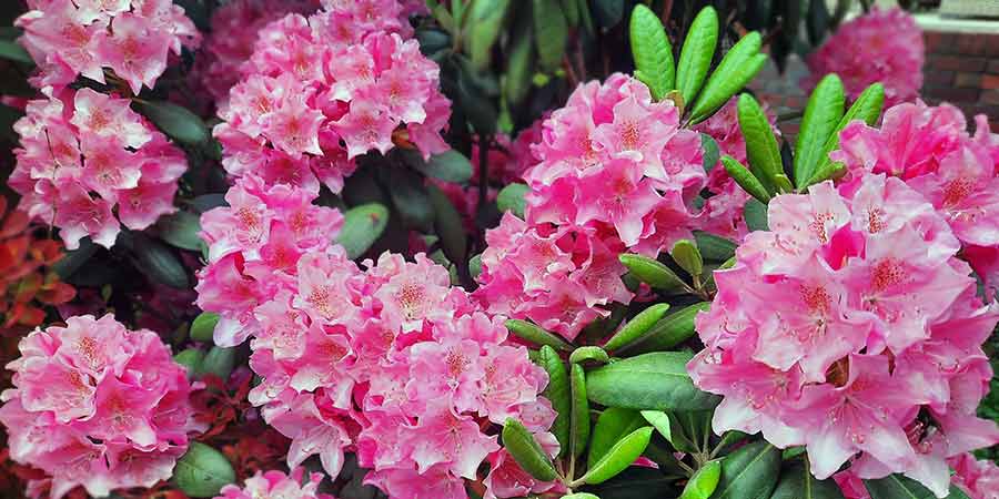 Najczęstsze błędy w uprawie różaneczników