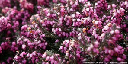 The most common mistakes in heather cultivation – how to avoid them?