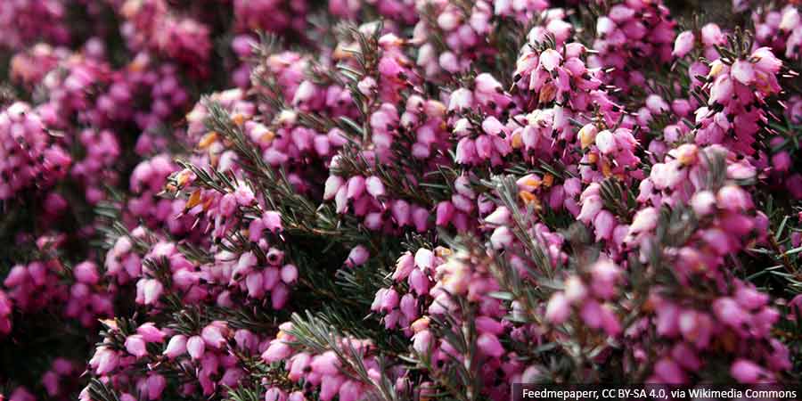 The most common mistakes in heather cultivation – how to avoid them?