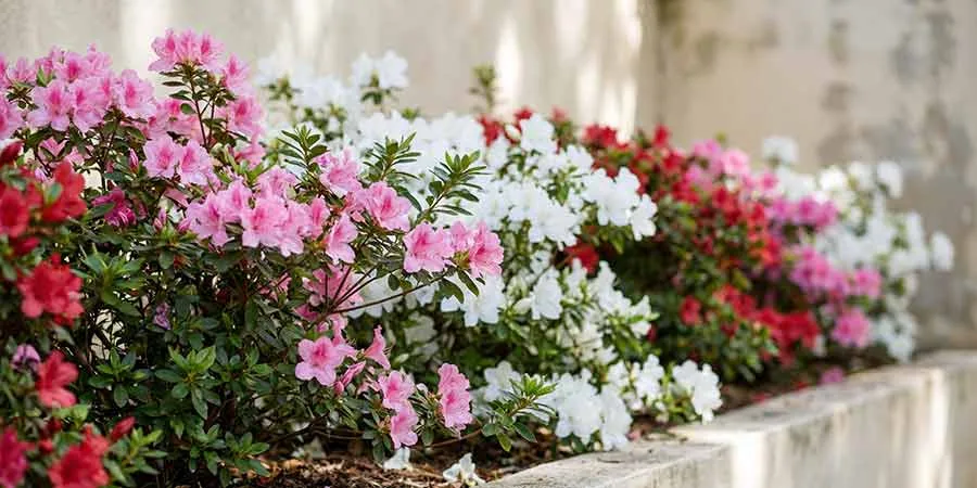 The most beautiful varieties of Japanese azaleas