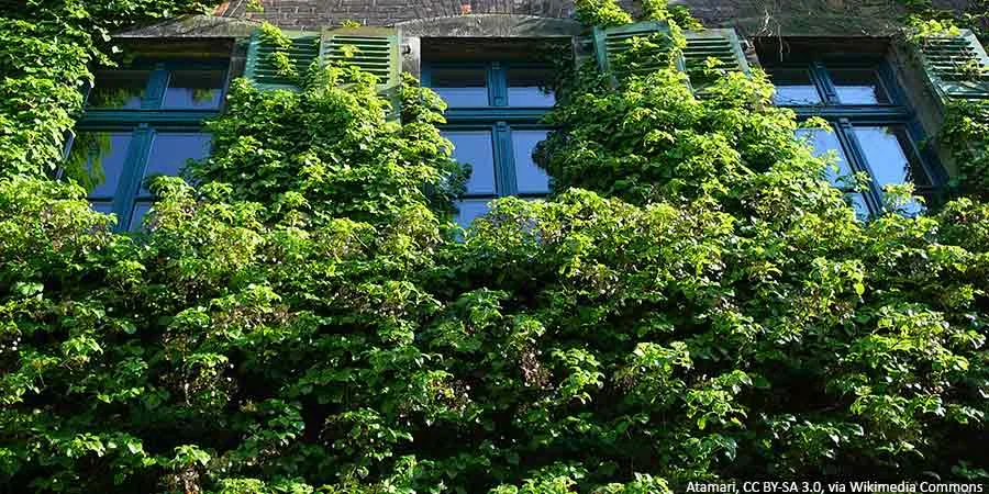 The most beautiful varieties of climbing hydrangeas