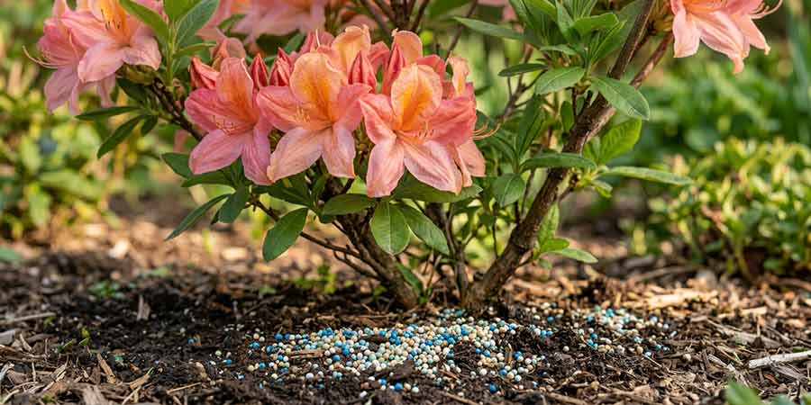 Nawożenie azalii wielkokwiatowych – kompletny poradnik