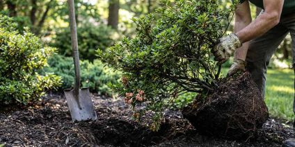 Przesadzanie azalii japońskich – kiedy, jak i czy warto ryzykować?