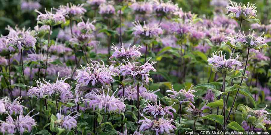 Pysznogłówka – kwitnąca bylina o przyjemnym zapachu