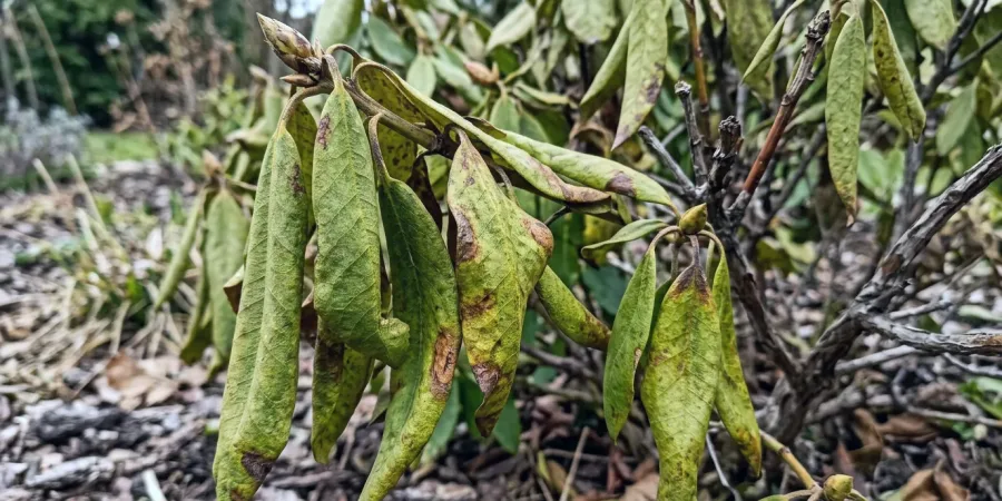 Rododendron usycha – brązowe liście, co zrobić?