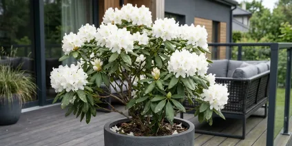 Rododendron w donicy – uprawa na tarasie i balkonie