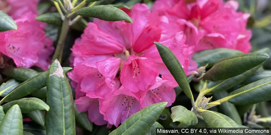 Yakushima rhododendron – varieties, cultivation, and uses