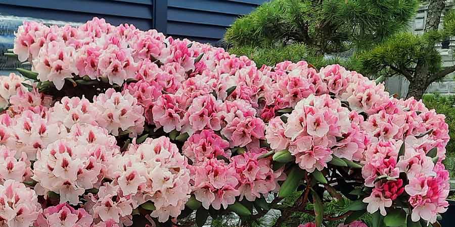 Różaneczniki - uprawa, pielęgnacja i zastosowanie w ogrodzie