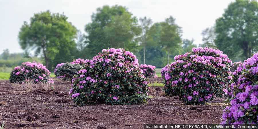 Sadzenie różaneczników krok po kroku – kompletny poradnik