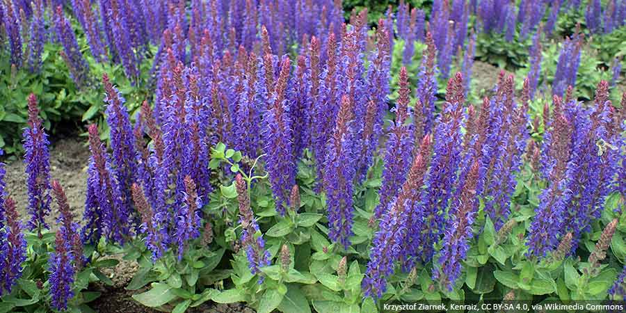 Szałwia - roślina o przyjemnym zapachu i pięknych kwiatach