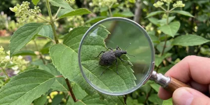 Panicle Hydrangea Pests – Identification and Control Methods
