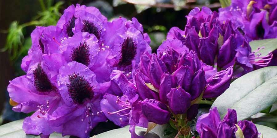 TOP 5 najpiękniejszych rododendronów o fioletowych kwiatach