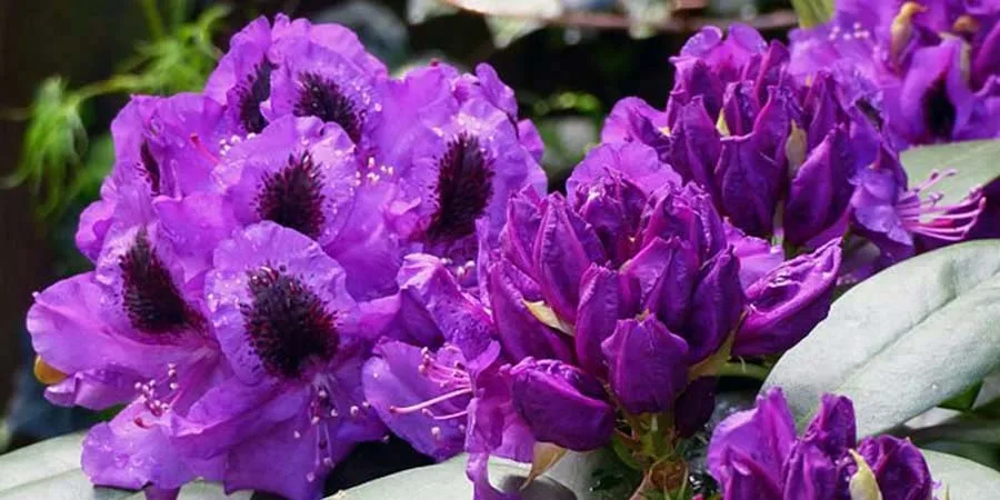 TOP 5 most beautiful rhododendrons with purple flowers