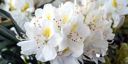 Top 5 Most Beautiful White-Flowered Rhododendrons